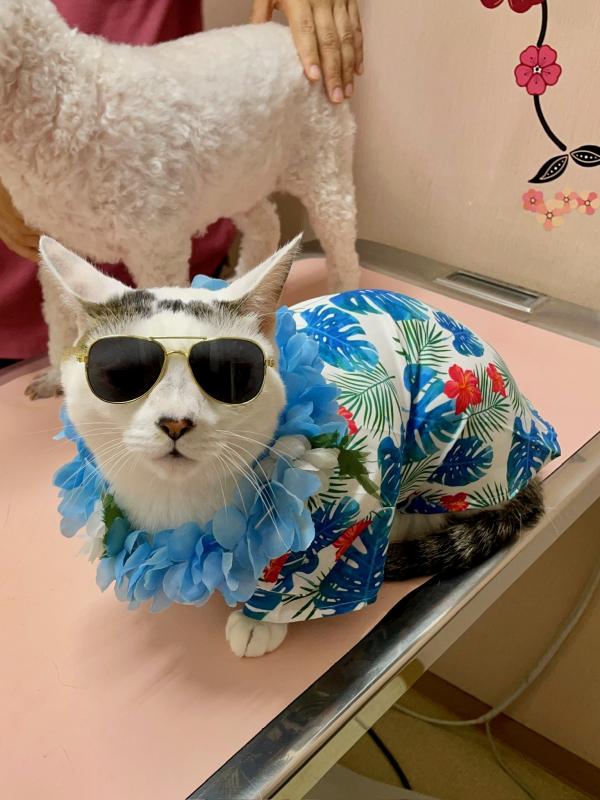 猫