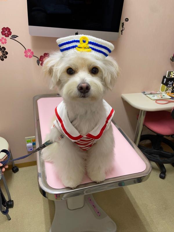 犬