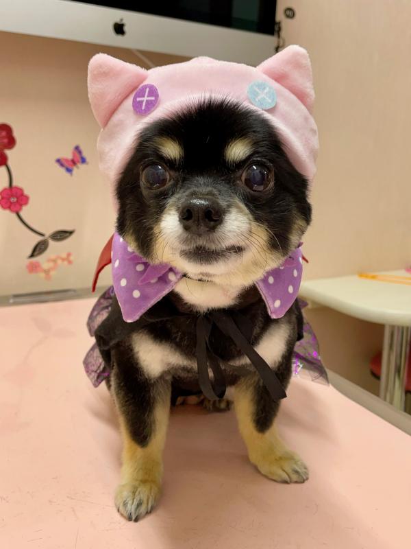 犬