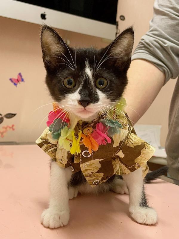 猫