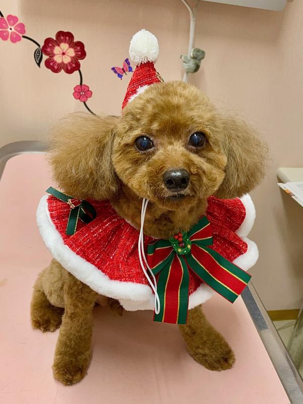 犬