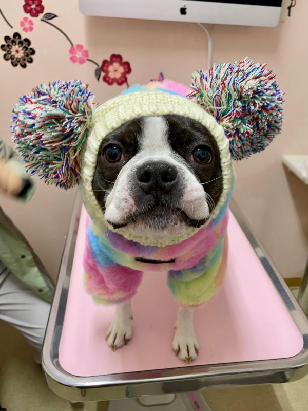 犬