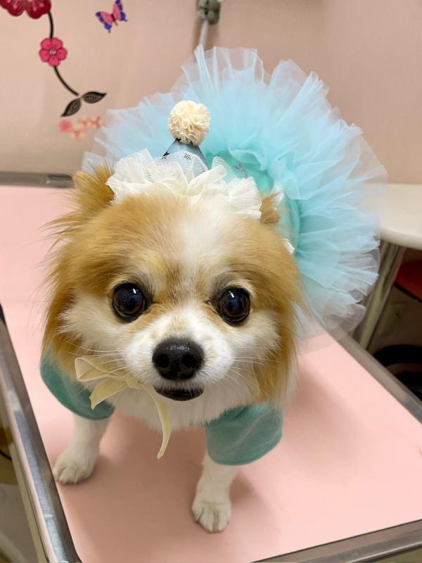 犬