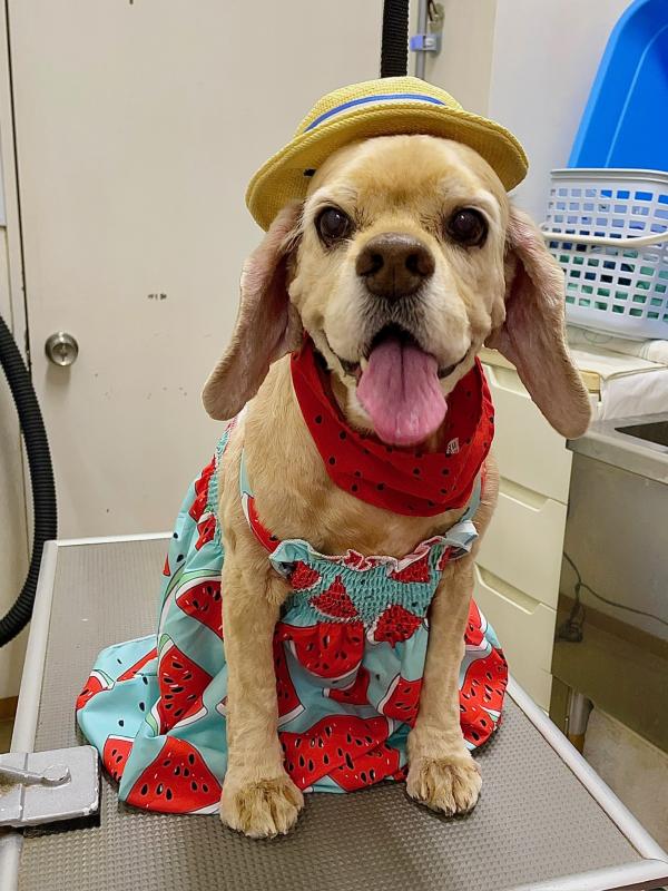 犬